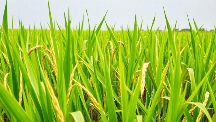 Ghana’s Traditional Rice Landraces Outshine Improved Varieties in Key Minerals, Study Finds
