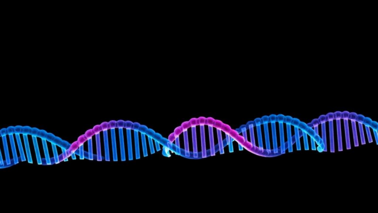 mRNA Vaccine Paired With Radiotherapy Shrinks HER2-Positive Lung Tumors in Mice