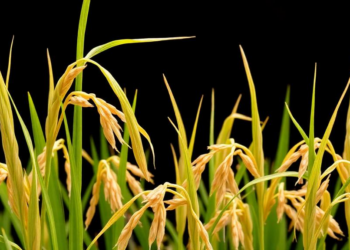 Mystery Rice Gene With Propeller-Shaped Protein Emerges as Key to Iron-Deficiency Tolerance
