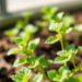 Vitamin D Helps Plants Fight Salt Stress, Study Finds