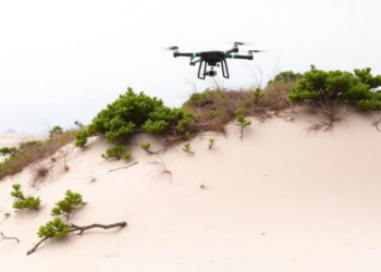 Drones and a Dwarf Juniper Reveal How Japan’s Coastal Dunes Are Quietly Vanishing