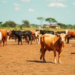 AI Framework Aims to Rescue Zimbabwe’s Cattle Farmers From Climate Ruin