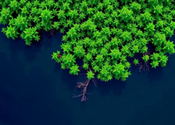 Satellite Records and Statistical Models Predict a Greening Future for India’s Mangroves