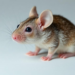Oocyte Gene Figla May Steer Ovarian Reserve Formation Through Ywhab, Mouse Study Suggests