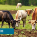Grazing Mammals Steer the Microbial Enzymes That Govern Soil Carbon