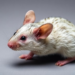 5:2 Fasting Protects Both Liver and Muscle in Mice With Fatty Liver Disease
