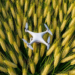 Drone Data Reveals the Critical Wheat Growth Window That Predicts Yield