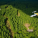 Satellites Reveal a Sanctuary Under Siege: Half of Amchang’s Dense Forest Vanished in 30 Years