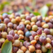 Hyperspectral Cameras and Machine Learning Sort Hybrid Faba Bean Seeds