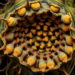 Hidden Nitrogen-Fixing Bacteria Reveal a Secret Evolution Inside Casuarina Root Nodules
