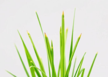Scientists Map How Lemongrass Makes Its Signature Lemon Scent, and Where the Evidence Runs Thin
