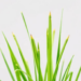 Scientists Map How Lemongrass Makes Its Signature Lemon Scent, and Where the Evidence Runs Thin
