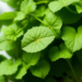 How You Measure Greenness May Change Whether It Seems to Protect Against Alzheimer’s
