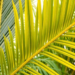A Single Potassium Channel Emerges as a Surprising Clue to Oil Palm Yields