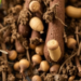 Low-cost electrochemical sensors catch peanut fungus days before symptoms appear