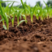 New Soil Scoring Method Reveals Hidden Damage From Polluted River Irrigation