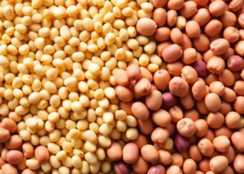 Fermenting bacteria boost lysine in beans and rapeseed for better food and feed