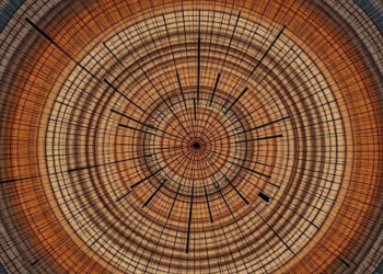 Tree Rings Reveal 290 Years of Siberian Rainfall and a Startling Modern Wet Shift