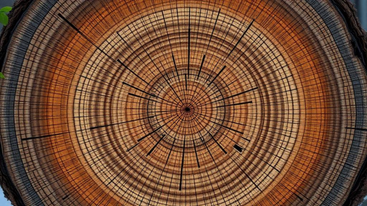 Tree Rings Reveal 290 Years of Siberian Rainfall and a Startling Modern Wet Shift