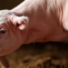 Sow’s Milk Shields the Newborn Uterus From Chemical Disruption, Gene Study Reveals
