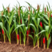 Domestication May Have Blunted Pepper’s Intercropping Edge With Maize