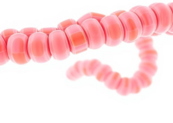 Gut bacteria team up: how fiber’s effects depend on microbial neighbors