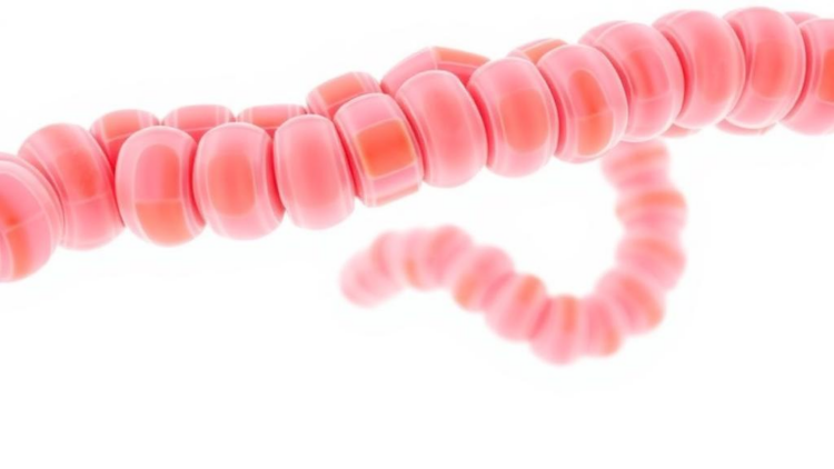 Gut bacteria team up: how fiber’s effects depend on microbial neighbors