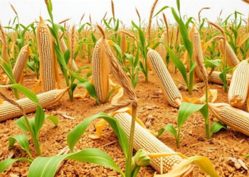 Soybean’s Hidden Stress Arsenal: 25 Genes That Fire Hardest When Drought and Heat Strike Together