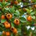 Persimmon Trees Could Hold the Secret to Safer, Greener Copper Nanoparticles