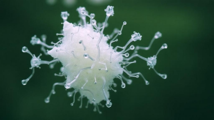 Sugar Switches the Kill: Bacteria Turn From Algae Assassins to Algae Boosters