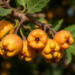 Wild Jujubes of Kachchh Reveal a Treasure Trove of Climate-Resilient Diversity