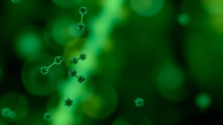 Oleic Acid Blend Selectively Suppresses Vaginal Pathogens While Sparing Key Beneficial Bacterium