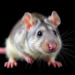 Rat-Inspired Algorithm Tackles the Chaos of University Exam Scheduling