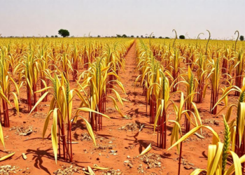 When Rain Falls Matters More Than How Much: New Index Tracks Drought Risk in Sudan’s Sorghum Belt