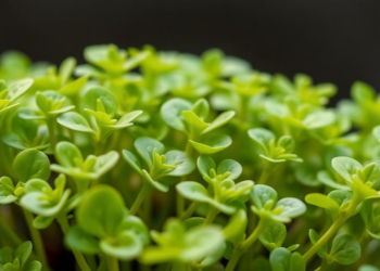 Chloroplast Genomes Reveal How Polyploidy Shapes Alfalfa’s Wild Cold-Hardy Relative