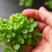 Algae Could Be the Next Big Weapon Against Crop Pests and Pathogens