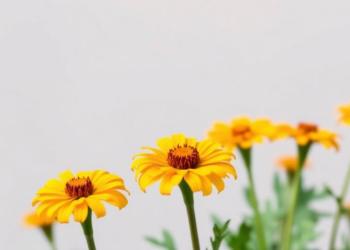 Cold Shock and a Growth Regulator Crack the Haploid Bottleneck in African Marigold Breeding