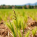 Nine-Year Field Trial Reveals Which Perennial Grasses Best Restore Degraded Semi-Arid Soils