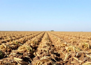 Less Nitrogen, More Carbon: Straw Trick Turns Saline Soils into Carbon Sinks