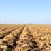 Less Nitrogen, More Carbon: Straw Trick Turns Saline Soils into Carbon Sinks