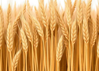Hidden Half of Wheat: Century-Old Pakistani Cultivars Reveal Surprising Root Diversity