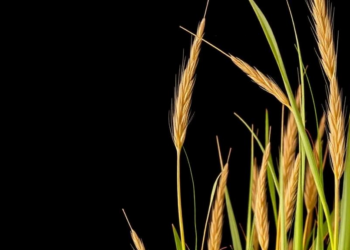 Ancient Grass Genomes Trace the Origins of Starch and Lignin Pathways
