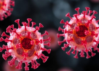 Immune Cells as Anti-Aging Weapons? NK Cell Senolytics Face Their First Real Test