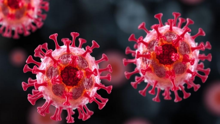 Immune Cells as Anti-Aging Weapons? NK Cell Senolytics Face Their First Real Test