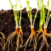Halophyte Roots Rewrite Their Microbial Worlds as Soil Salt Shifts