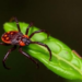 New Tick Species Hidden in Ecuador’s Cloud Forests Named After the Reserve Where It Was Found