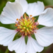 Milkweed Sap Yields Anti-Inflammatory Molecules That Dock onto Key Enzymes