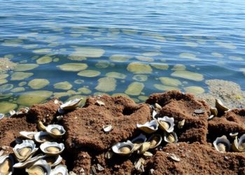 Oyster Reefs Grow Faster as Seas Rise, but They Are Not the Carbon Sinks We Hoped