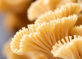 Single-Spore Genome Sequencing Goes High-Throughput With SAG-gel Platform for Filamentous Fungi