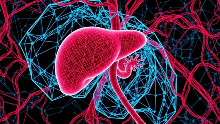 AI, Geometry, or Blood Flow? Study Pits Three Models Against Each Other in Liver Surgery Planning